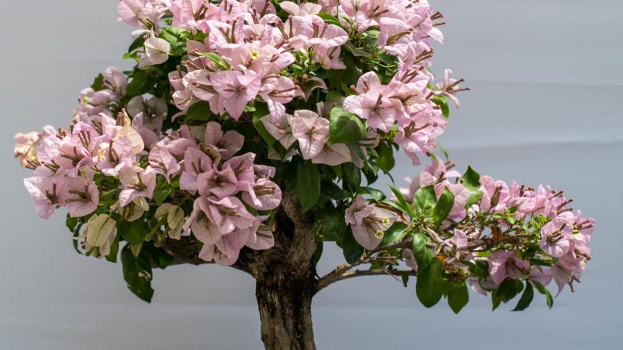 Bonsái, el arte de cultivar la inmortalidad en una vasija Bonsái, el arte de cultivar la inmortalidad en una vasija