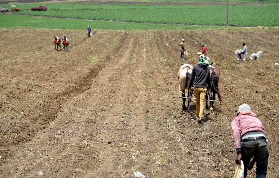 Productores agrícolas inician cosechas en Constanza 