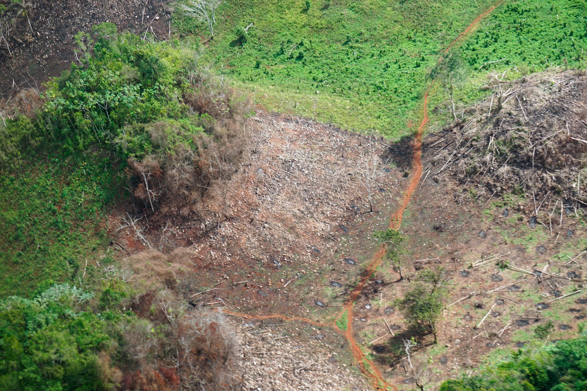 Bosque degradado en el Parque Nacional Los Haitises.