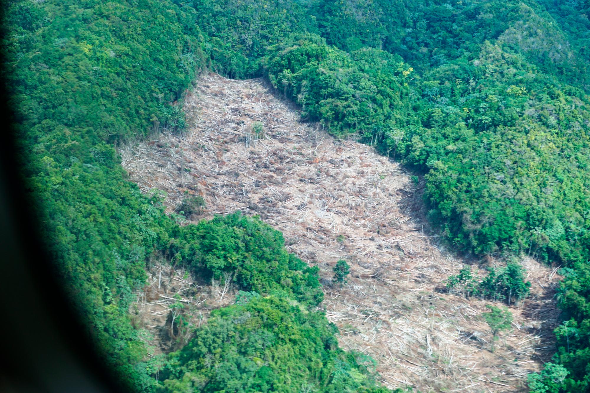 Una zona talada para abrir paso a la agricultura.