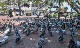 ¿Quién alimenta a las palomas del Parque Colón? 