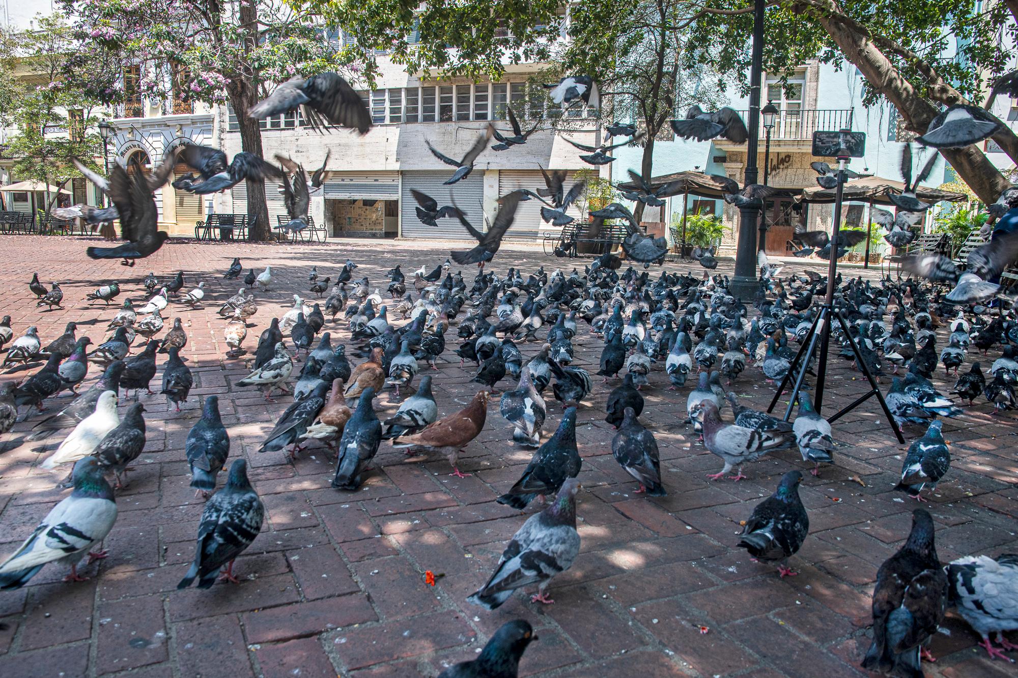 ¿Quién alimenta a las palomas del Parque Colón? 