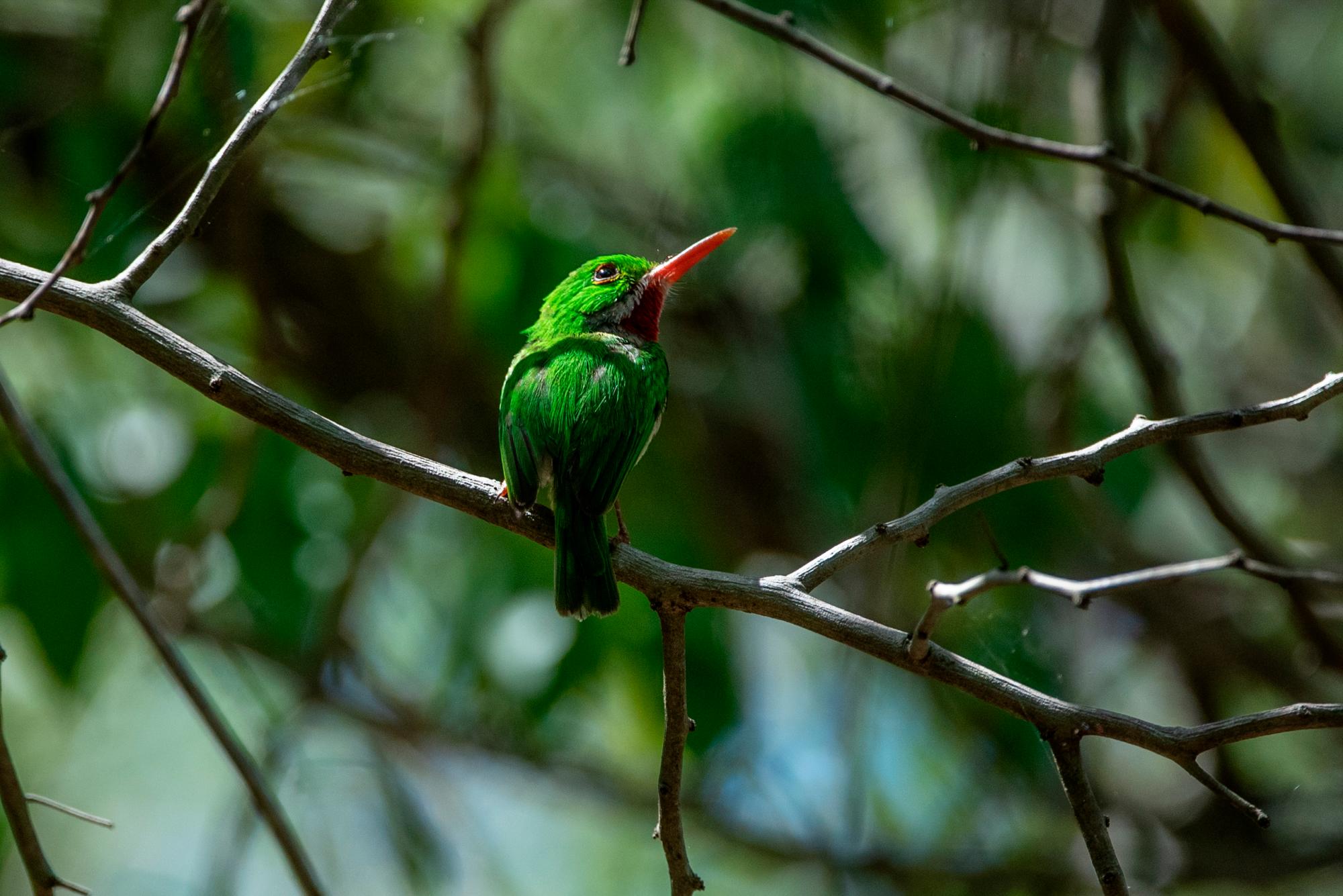 Los barraconlís (Todus subulatus), son fáciles de escuchar y ver en el Jardín Botánico.