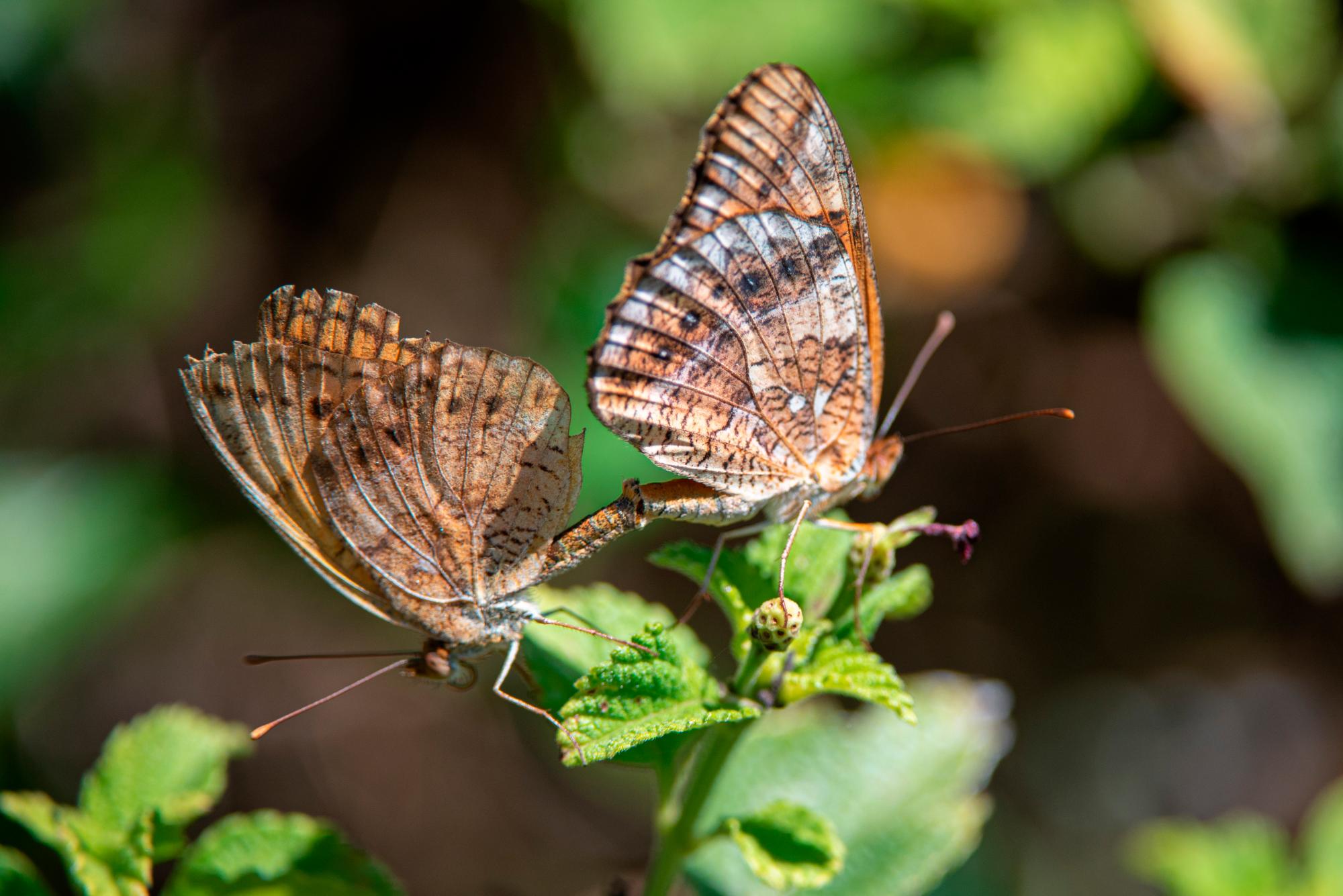 Dos mariposas copulan en el mariposario.
