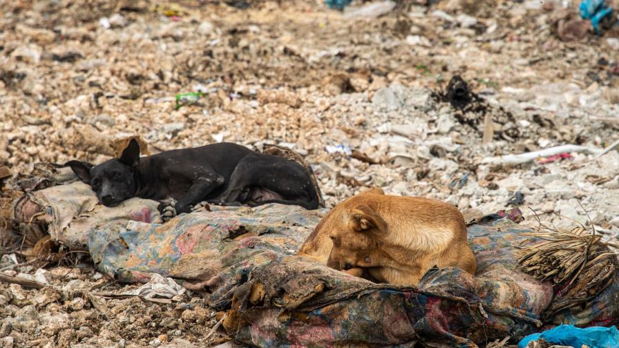 De Blank Rescate dice:“Reproducción en cautiverio es maltrato”