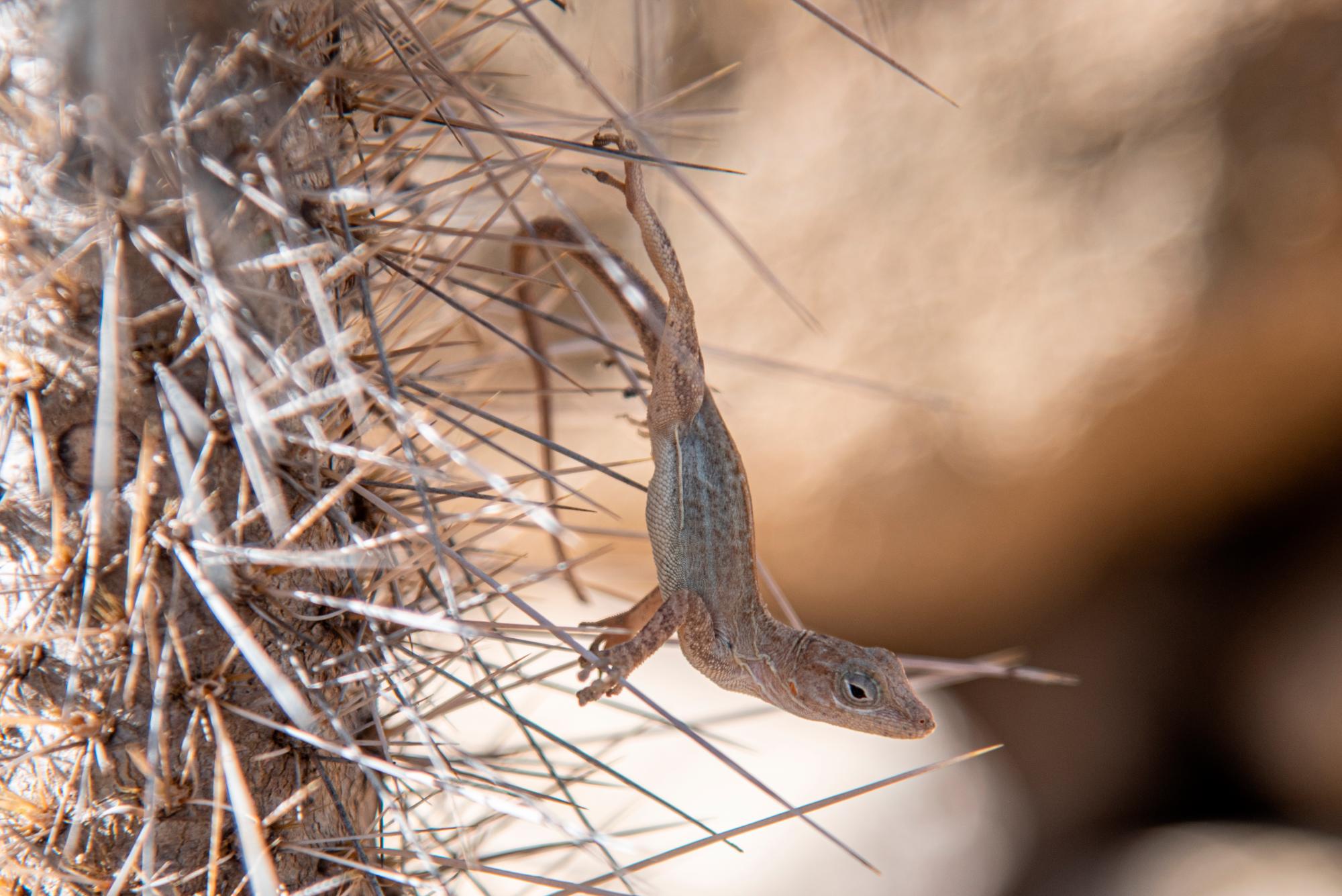 Un lagarto se protege entre las espinas de un cactus.