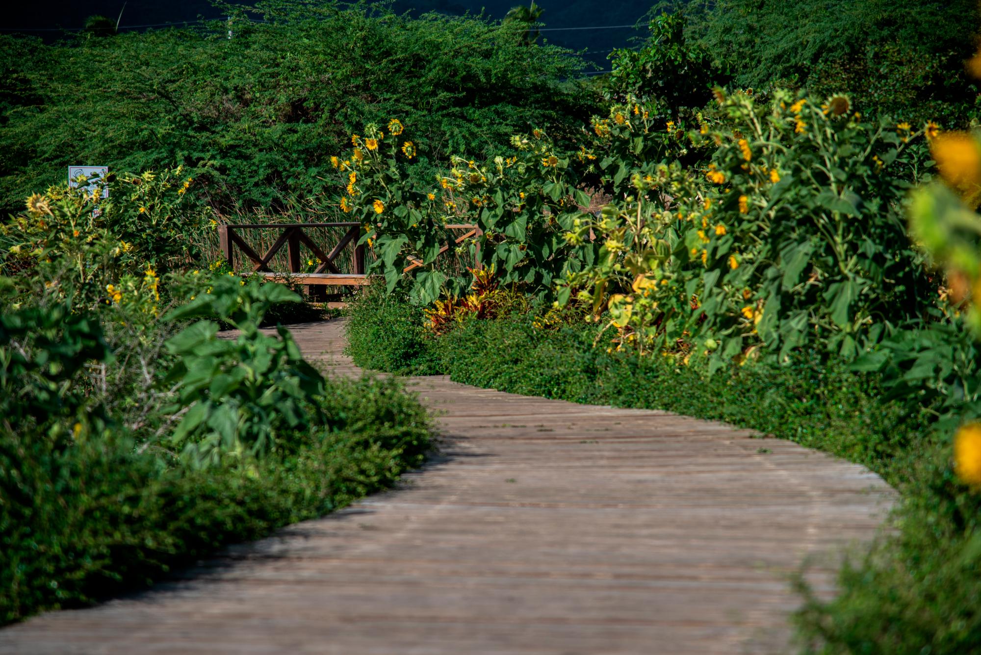Un camino de madera es adornado por girasoles, en el humedal.
