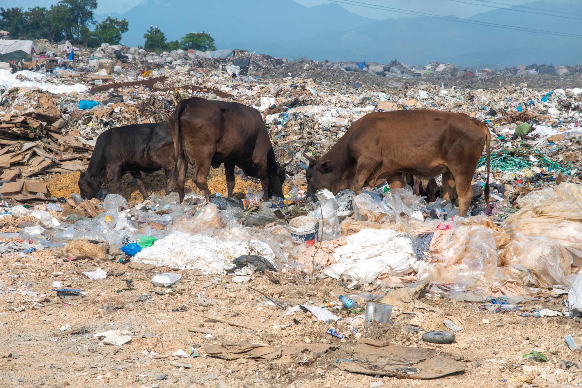 Las vacas también se alimentan de basura. 