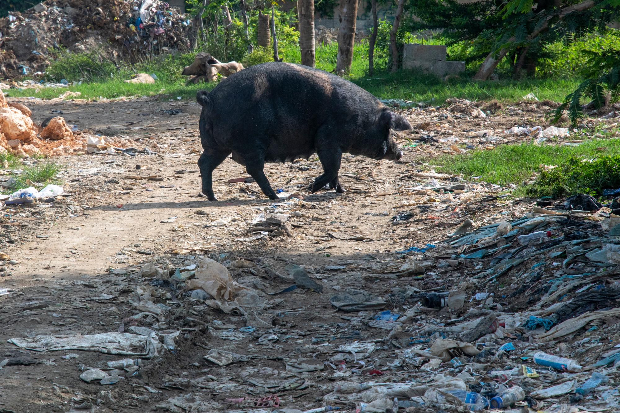 Otro cerdo sale del basurero  para guarecerse en una casa donde duerme.