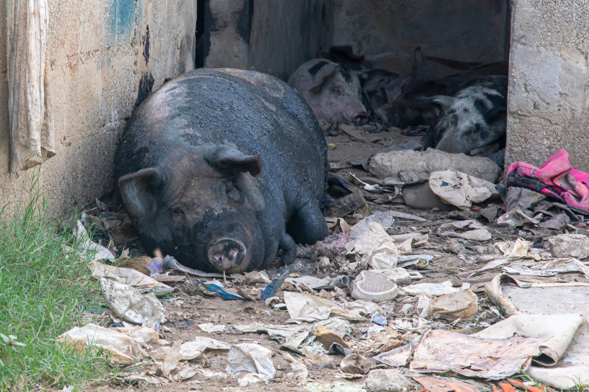 Este cerdo, de más de 400 libras, se pasa el día comiendo en medio del basurero. 