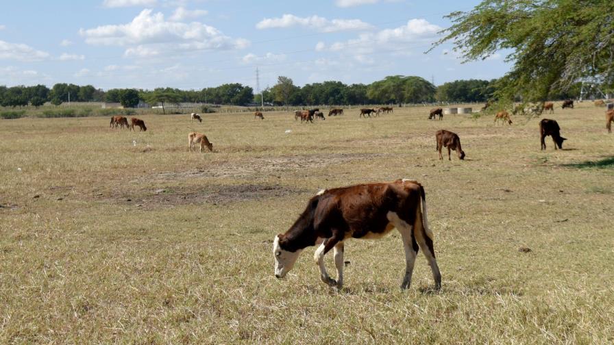 Ganaderos denuncian muerte de reses debido a falta comida y agua