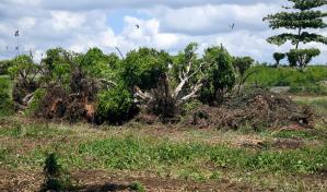 Gobernador del Faro a Colón explica motivo por el que de arrancan arbustos en el lugar