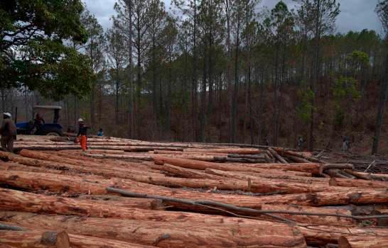 Hombre camina 800 km de espaldas para salvar un bosque