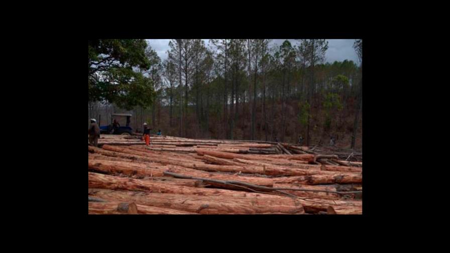 Hombre camina 800 km de espaldas para salvar un bosque