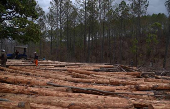Sembrarán unos 500 mil árboles en cuenca del Yaque del Norte