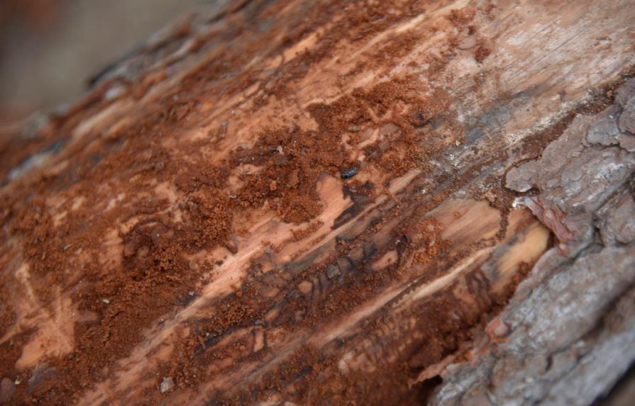 Plan Sierra reporta escarabajo de pino afectó más de 190 mil árboles en Sajoma