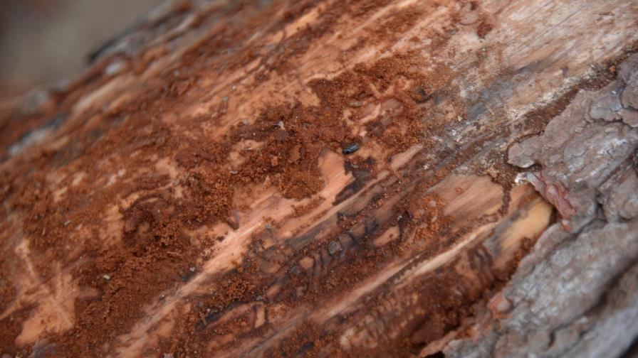 Plan Sierra reporta escarabajo de pino afectó más de 190 mil árboles en Sajoma