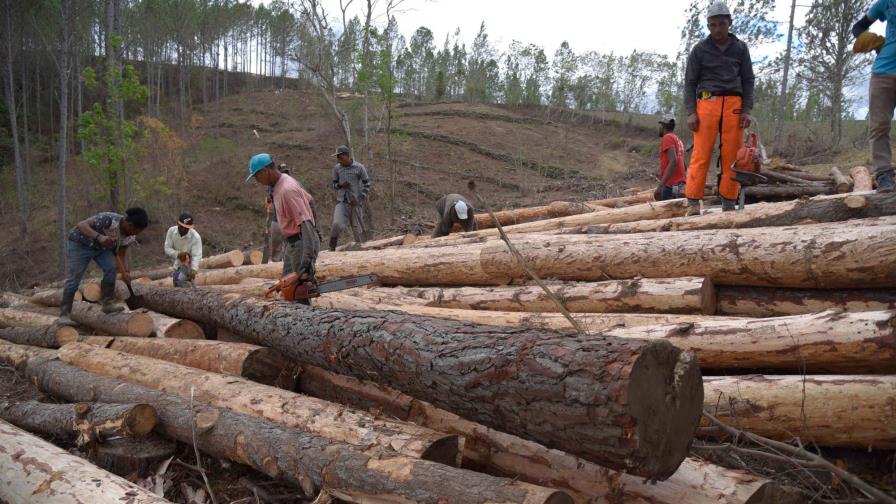 Plaga de escarabajos acaba con pinos en San José de las Matas Plaga de escarabajos acaba con pinos en San José de las Matas
