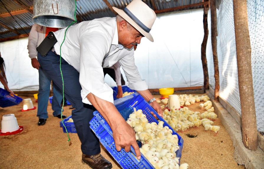Agricultura entrega más de 40 mil pollitos a pequeños avicultores