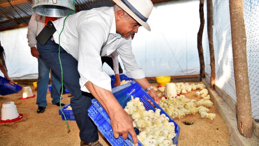 Agricultura entrega más de 40 mil pollitos a pequeños avicultores Agricultura entrega más de 40 mil pollitos a pequeños avicultores