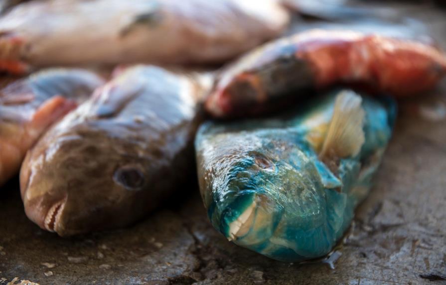 Detectan plástico en 20% de peces en tres puertos de México