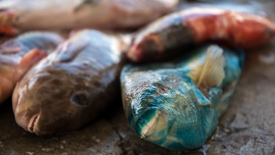 Detectan plástico en 20% de peces en tres puertos de México