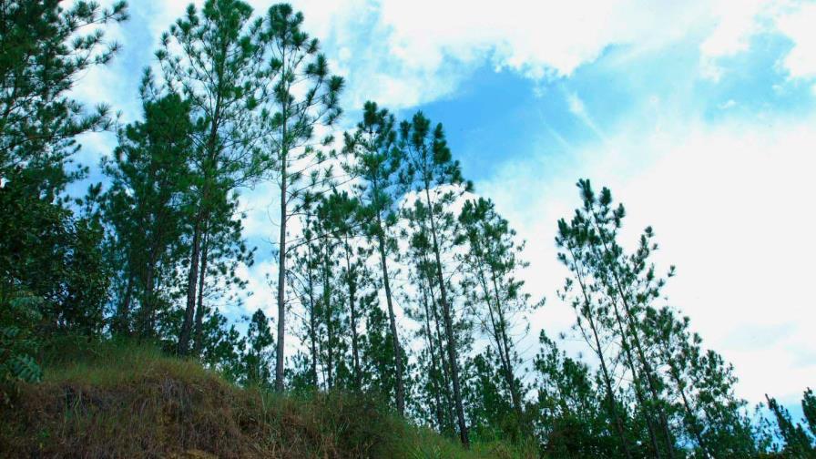 En Día Internacional de los Bosques, Jorge Mera dice su objetivo es restaurarlos 