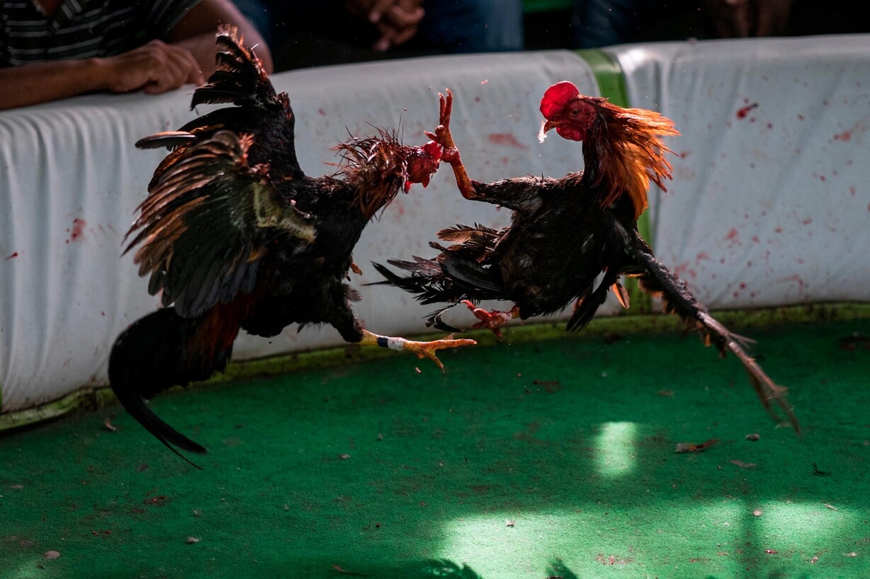 Plumas, sangre y dinero Plumas, sangre y dinero