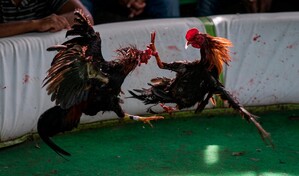 Plumas, sangre y dinero