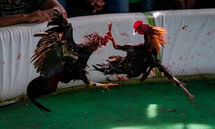 Plumas, sangre y dinero
