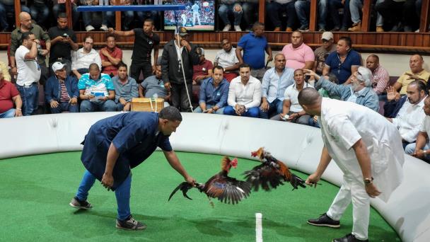Las peleas de gallos: ¿deporte, pasatiempo o negocio?