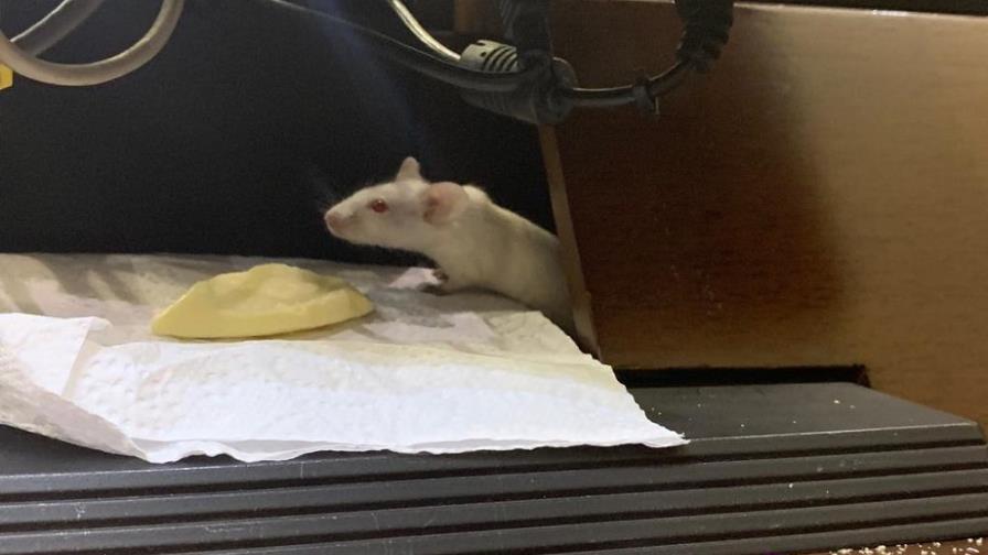 Lanzan ratas a bancada del partido de Uribe en plenaria de Senado de Colombia Lanzan ratas a bancada del partido de Uribe en plenaria de Senado de Colombia