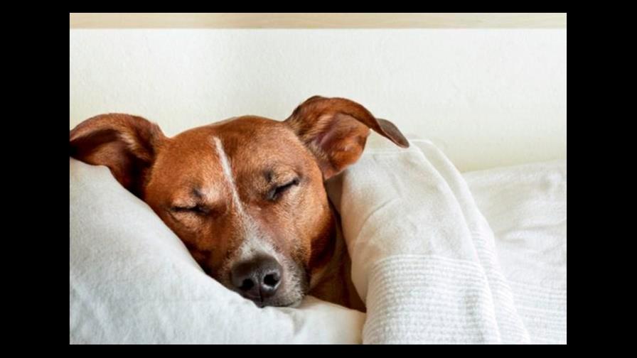 ¿Dónde duerme el perro?