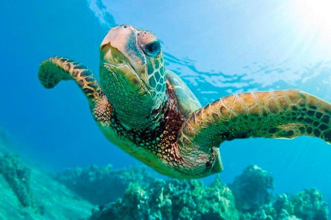 Condenan a prisión a dos asaltantes de nidos de tortugas marinas de Florida