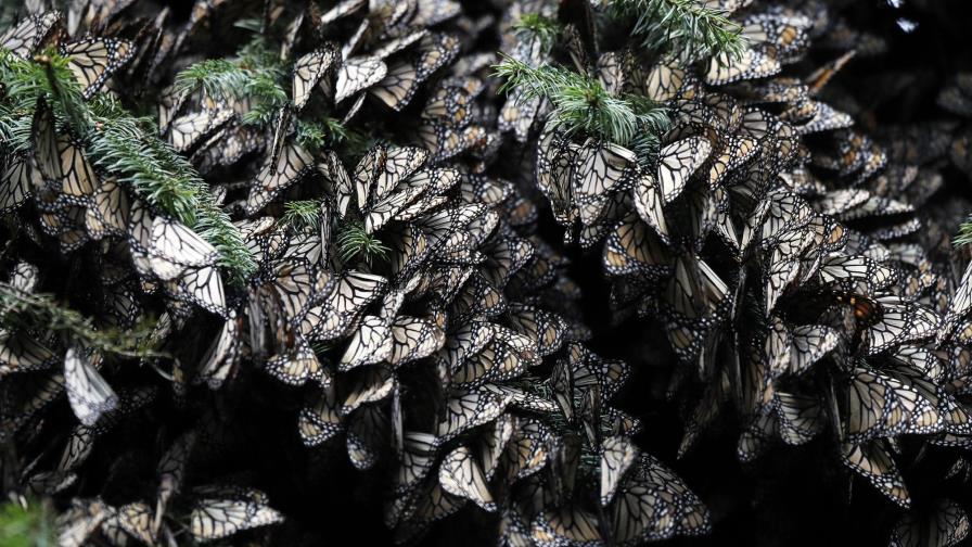 México: Disminuye la tala en santuario de mariposa monarca