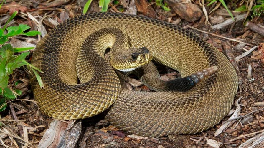 Encuentran en Florida rara serpiente diamantina sin dibujo de diamante Encuentran en Florida rara serpiente diamantina sin dibujo de diamante