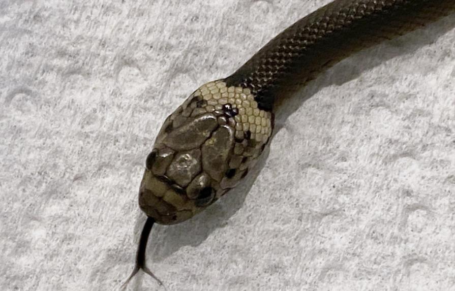 Hombre en Australia encuentra serpiente en lechuga del súper
