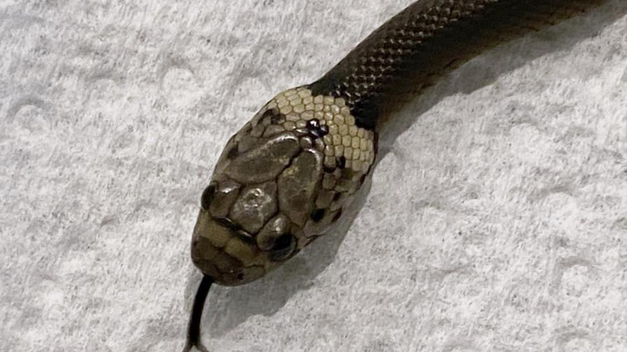 Hombre en Australia encuentra serpiente en lechuga del súper
