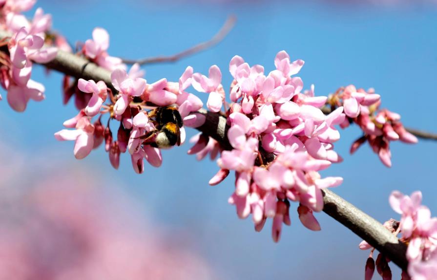 Altas concentraciones de polen influyen en más infecciones por la covid