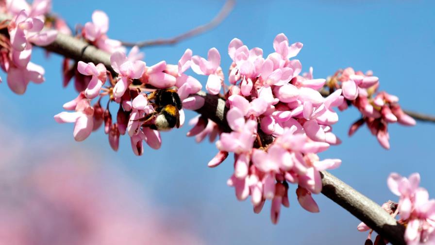 Altas concentraciones de polen influyen en más infecciones por la covid