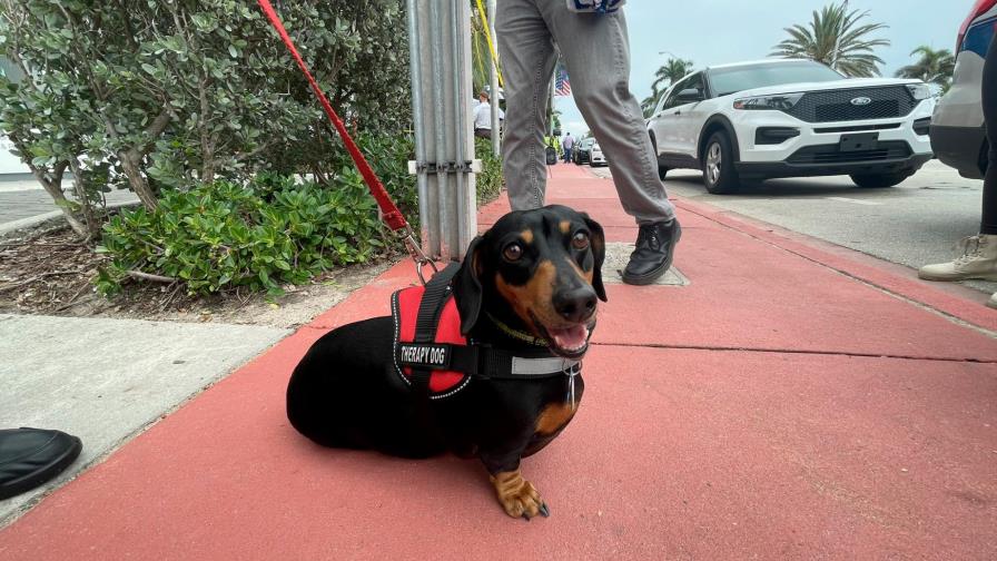 ¡Es una ternura! Jeppers es un perro que ayuda a las víctimas del derrumbe