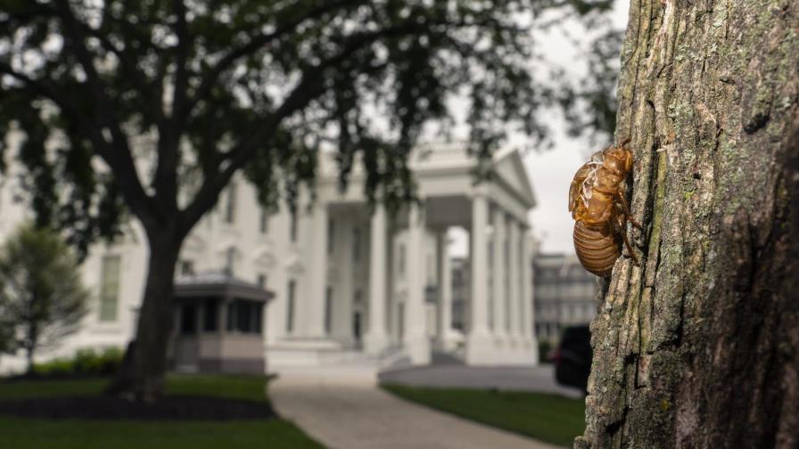 Cigarras demoran vuelo de periodistas que cubren a Biden