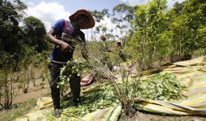 EEUU: Producción de coca en Colombia en máximo histórico