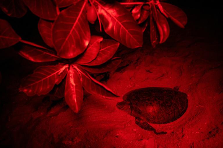 Una tortuga verde marina se desplaza tras haber depositado sus huevos el 27 de junio de 2020 en el Santuario Chagar Hutang, en la isla malasia de Redang. (AFP / Mohd Rasfan)