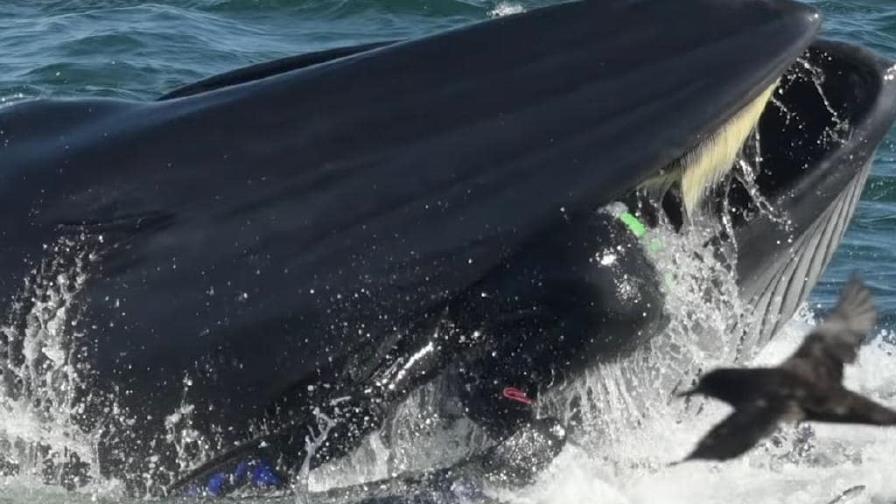 Una ballena se traga a un buzo en Sudáfrica que se salva milagrosamente