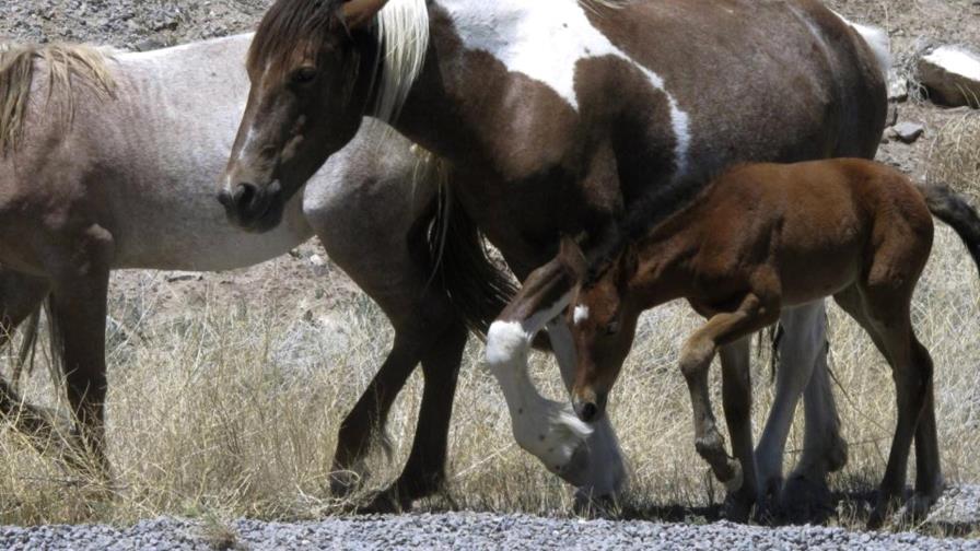 Buscan frenar proyecto de capturar caballos salvajes en EEUU