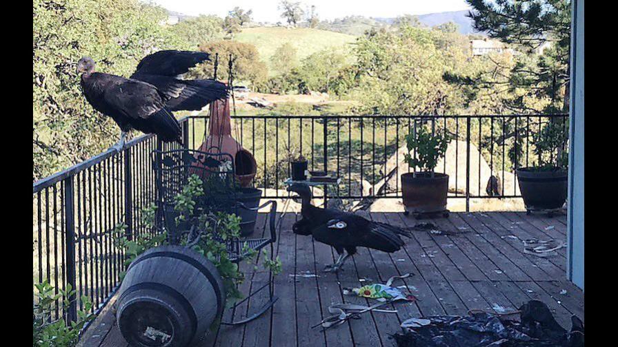 Varios cóndores causan caos en casa de mujer en California