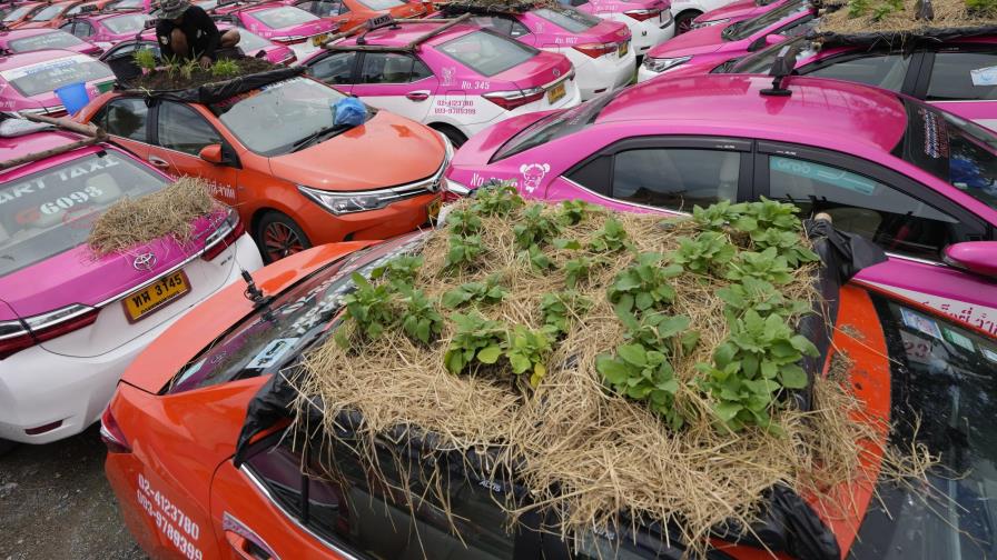 Plantan vegetales en los techos de los taxis en Tailandia Plantan vegetales en los techos de los taxis en Tailandia