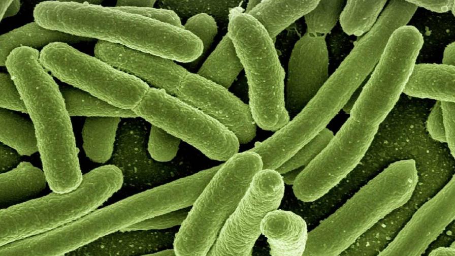 Desarrollan hidrocarburos a partir de los azúcares de la bacteria E.coli
