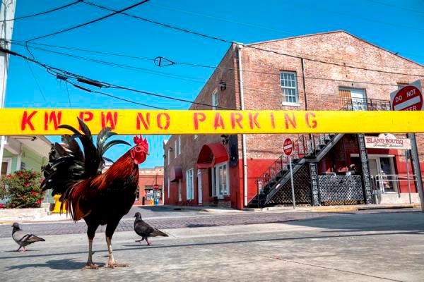 Un gallo camina el viernes 17 de abril por una calle vacía del centro histórico de Cayo Hueso, Florida (EE.UU). Con el recuerdo del huracán Irma aun fresco, los Cayos de Florida, la turística cadena de islas entre Estados Unidos y Cuba en la que miles de turistas ven un remedo del paraíso, sufren aislados del mundo y distanciados socialmente el embate de un ciclón invisible y sin viento. 
